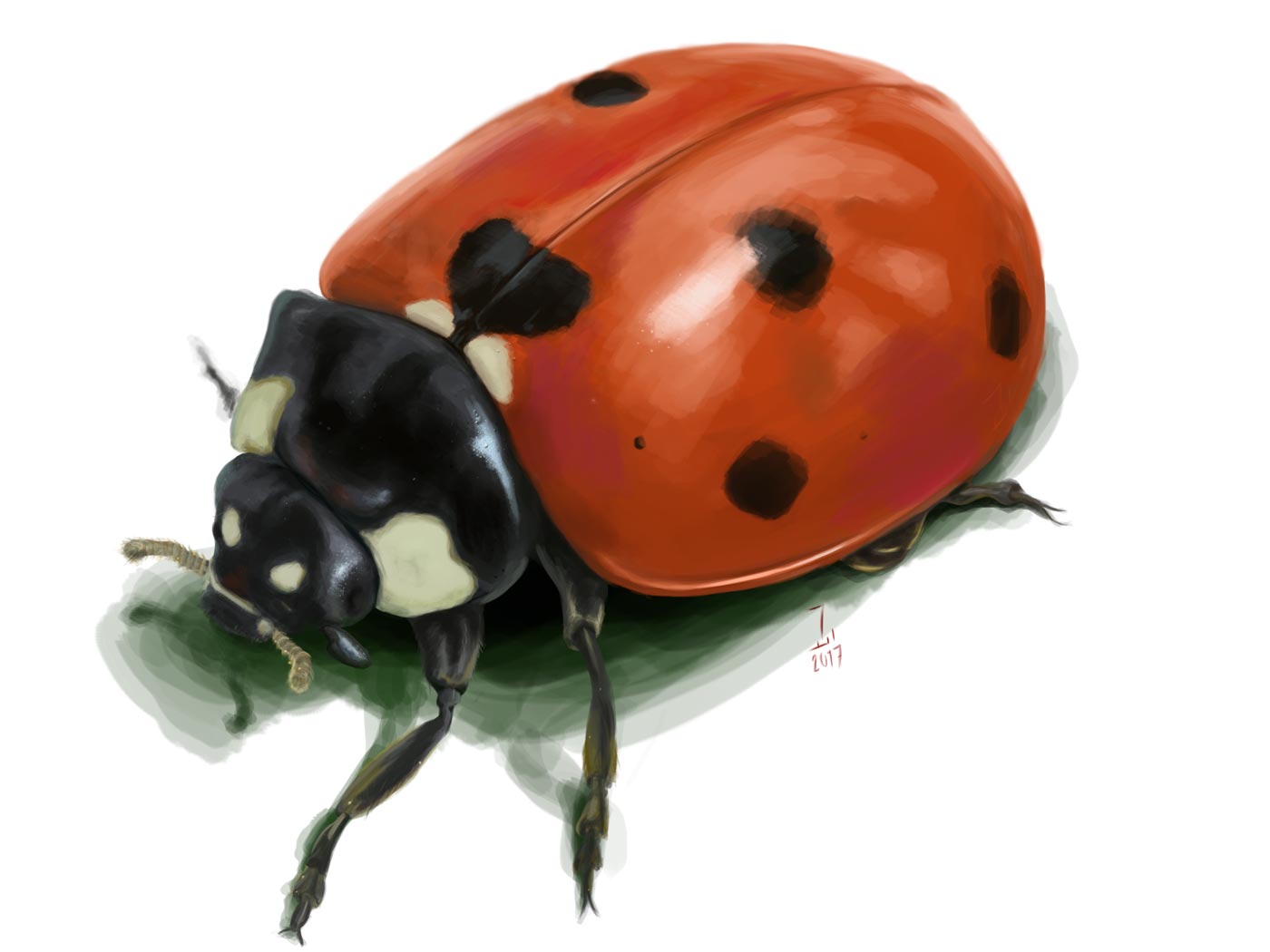 ladybug exercise - photoshop practice